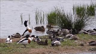 A Spot of Shelduckery June 2022