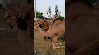 Beautiful | Cute Camel | Cute Animals |#pakistan #cuteanimals #camel #festival #layyah #shorts