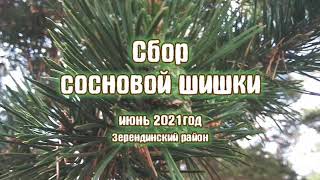 шишка сосновая смолистая сбор и варианты переработки июнь 2021 года