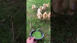 Ducks and their peas