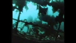 Documentario Jacques Cousteau - Grida dal fondo- La grande avventura del mare