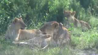 Löwen in freier Wildbahn, Safari in Kenia