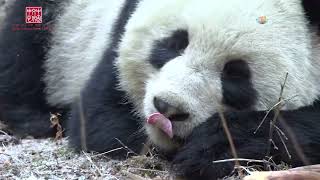 Amazing China Stories of Panda - Await