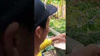 cara mengatasi batang yang pecah #tebangpohon #chainsaw #tebangkayu #chainsawman