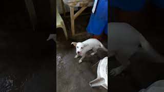 baby dog in dancing