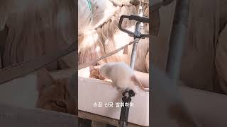 아기냥이의 위험한 도전~^^   #아기냥이 #v10 #볼더링 #완등 #cat