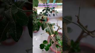 Save A Dying Plant - Orange Jasmine