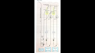 Reverberating/Echoing circuit - Diadochokinesis