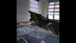 Dog being silly while camping. #cutedog #dog #dogshorts