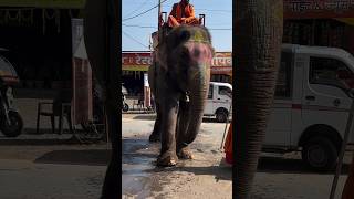 Shri niwas govinda #trending #elephant #ujjain #viral #shorts 🙏🕉️