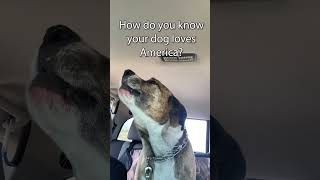 My buddy’s dog sings the National Anthem on way home from camping on 4th of July. #singingdog