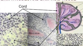 Medical School Histology. Images of the Lymphoid System.