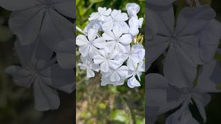 Leadwort flowering plant || Home Gardening | #flowers #youtubeshorts #shorts