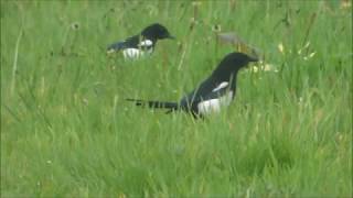 A Magpie Misalliance May 2019