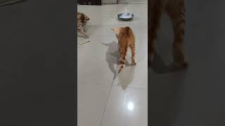 Cats#viral#viralvideo#viralshorts#trending#trendingshorts#india#indian#cat#funny#comedy#animals#love