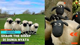 Shaun The Sheep Dijual Dalam Bentuk Embrio Dengan Harga 19 Jutaan