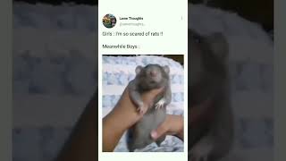 rat in boys hand #shorts #rat #funny #funnyvideo