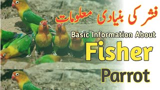 Fisher love birds information | love bird setup | fisher breeding tips | Green fisher business