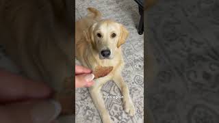 Can You Guess the Treat That This Golden Retriever Loves the Most?