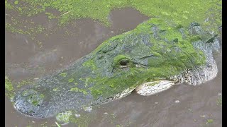 Hissing Gator Video - Alligator YouTube Video - A Big Hissy Fit