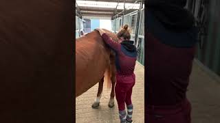 Equina behandeling Alicia Van Och - Palmira 1 deel 3