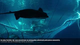 Raias-focinho-de-vaca no Oceanário de Lisboa