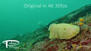 Noble sea lemon, Peltodoris nobilis, slides over rock reef, 4K underwater stock footage