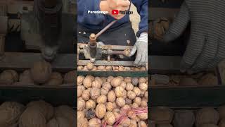 A skilled worker can peel many walnuts in a day