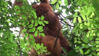 Rockabye baby in the treetop... Mother and infant orangutan clambering high in the canopy, Sumatra.