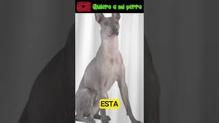 06 🐕 Las 5 razas de perro más populares de México🐾 | Quiero a mi perro ❤️