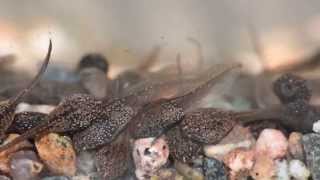 Rescued Tadpoles in an Aquarium.