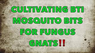 HOW TO CONTROL FUNGUS GNATS EFFECTIVELY ~THE BTI PROJECT CULTIVATES BACTERIA WORM BIN FARM & PLANTS