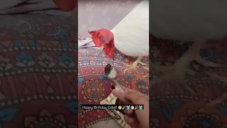 #viral #trending #cuterooster #trendingsong #roverkai #shorts Cake For  Rooster Birthday! 😍😍😍😍😍😍