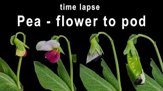 Pea flowers opening and pod forming - time lapse [4K]