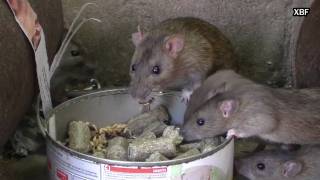 Rates de claveguera (Rattus norvegicus) [HD]