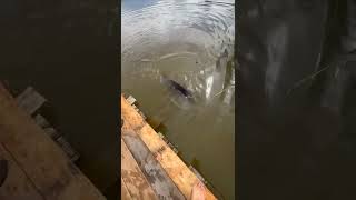 Sturgeon fishing is a good fight with strong fish