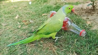 Talking Parrot Mango is Playing with Bottle