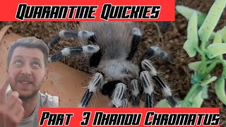 QUARANTINE QUICKIES Part 3 Nhandu Chromatus