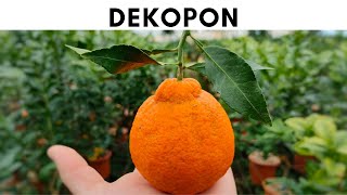 DEKOPON - AGRUMI LENZI