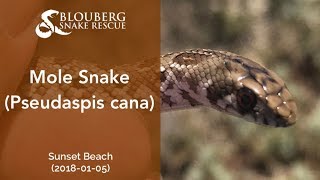 Juvenile Mole Snake rescued near Sunset Beach (20170105)