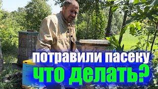 Потравили пасеку. Как быть