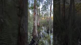 Slithering through the swamp #wetlands #everglades #camp #bushcrafter #bushcraftcamp #morakniv