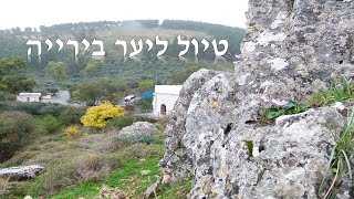 יער ביריה - סרט מקוצר. עמוקה, נבוריא וחורשת הארזים .