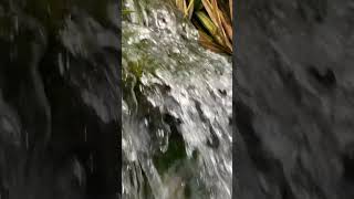 💧🌏 paradise ❤️ #trending #srilanka #visitsrilanka #water #waterfall #up #sangeethgunarathna