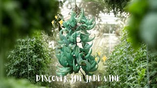 The Spectacular Jade Vine: A Guide to Cultivation and Conservation