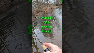 Close-up footage “BOBBER DOWN!” #troutfishing #fishing #rainbowtrout