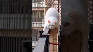 Funny Cat