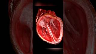 Human heart#viral#shorts#viralvideo#youtubeshorts