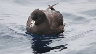 Black Petrel Sea Birds arrival at Great Barrier Island