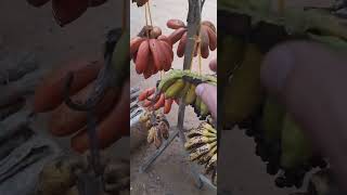 SORAYA IS BUYING BUNCH OF RED BANANAS, SIEM REAP, CAMBODIA  #shorts